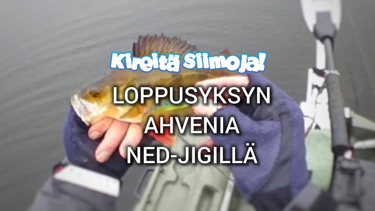 Loppusyksyn ahvenia ned-jigillä