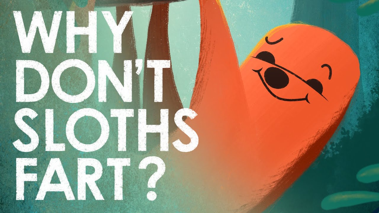 Why Don't Sloths Fart?