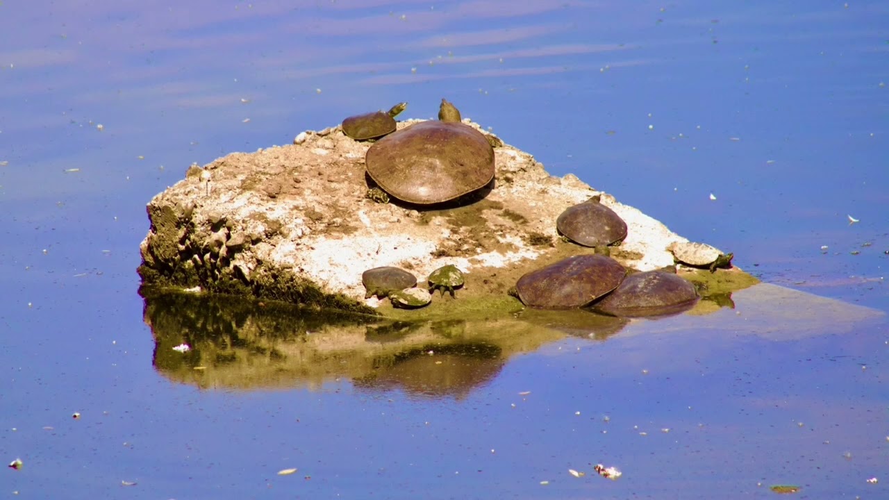 Even More Turtle Tours, 2026 (12) by Gord Harrison in London, Ontario, Canada