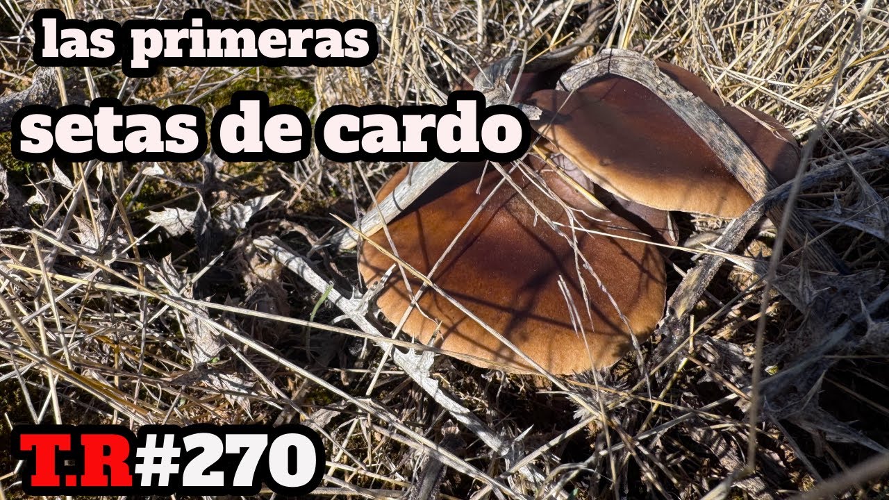 ¡Las PRIMERAS SETAS DE CARDO del año¡Increíble lo que me ENCONTRE👈
