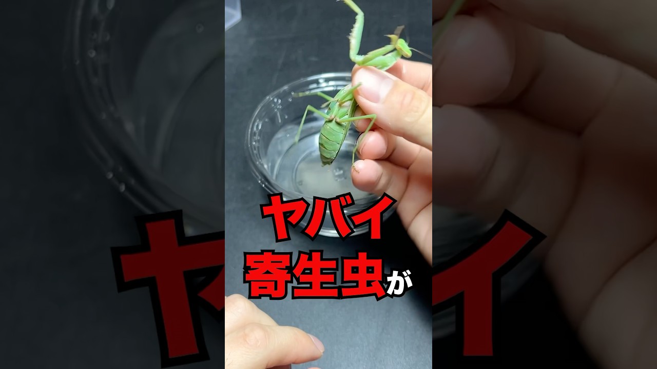 ヤバい寄生虫