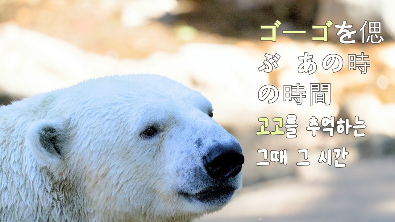 8K ホッキョクグマゴーゴを偲ぶ あの時の時間 (ゴーゴ 顔いっぱい)｜북극곰 고고를 추억하는 그때 그 시간｜Yokohama Zoorasia｜polarbear｜ズーラシア