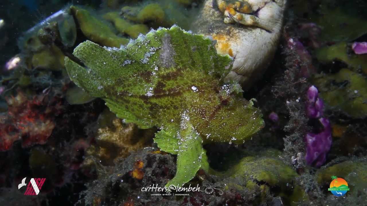 Muck Diving in Lembeh Strait Episode 52