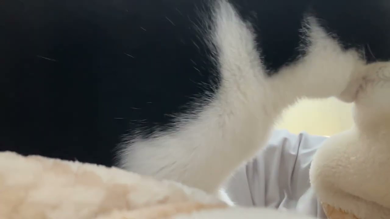 寝る前のキャベツのルーティーン