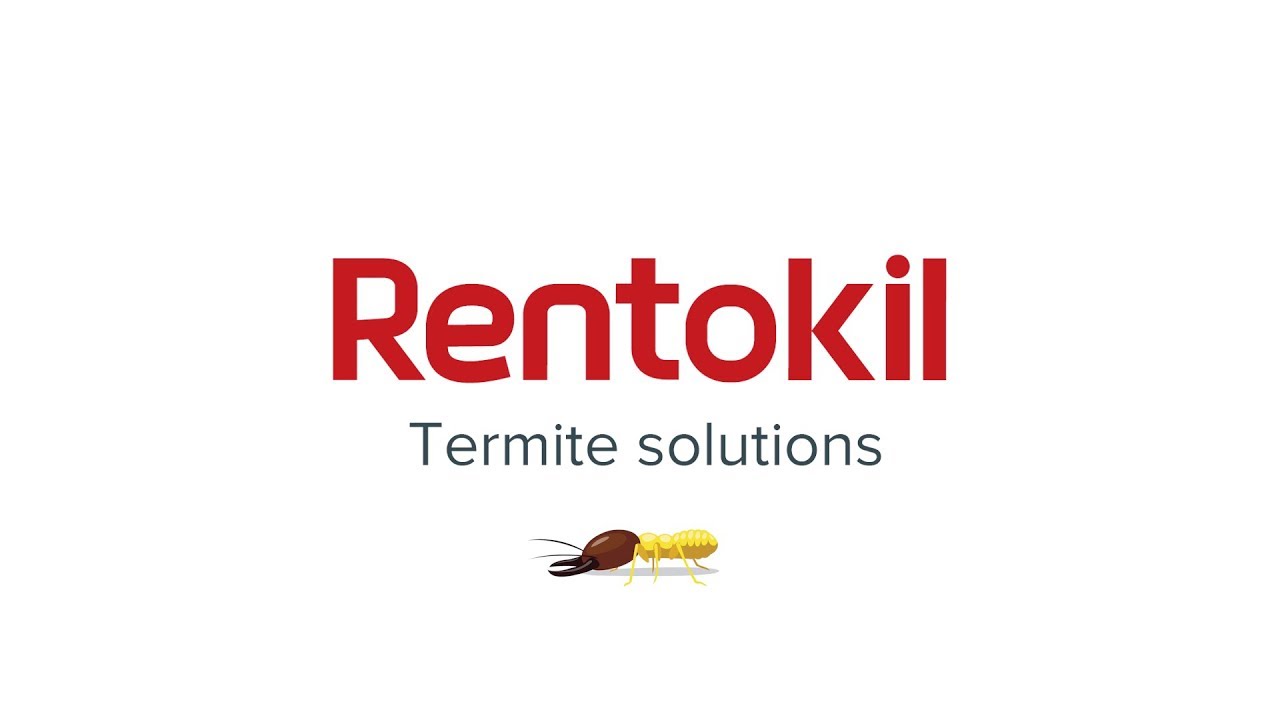 Termite Control Solutions | Rentokil Pest Control Malaysia