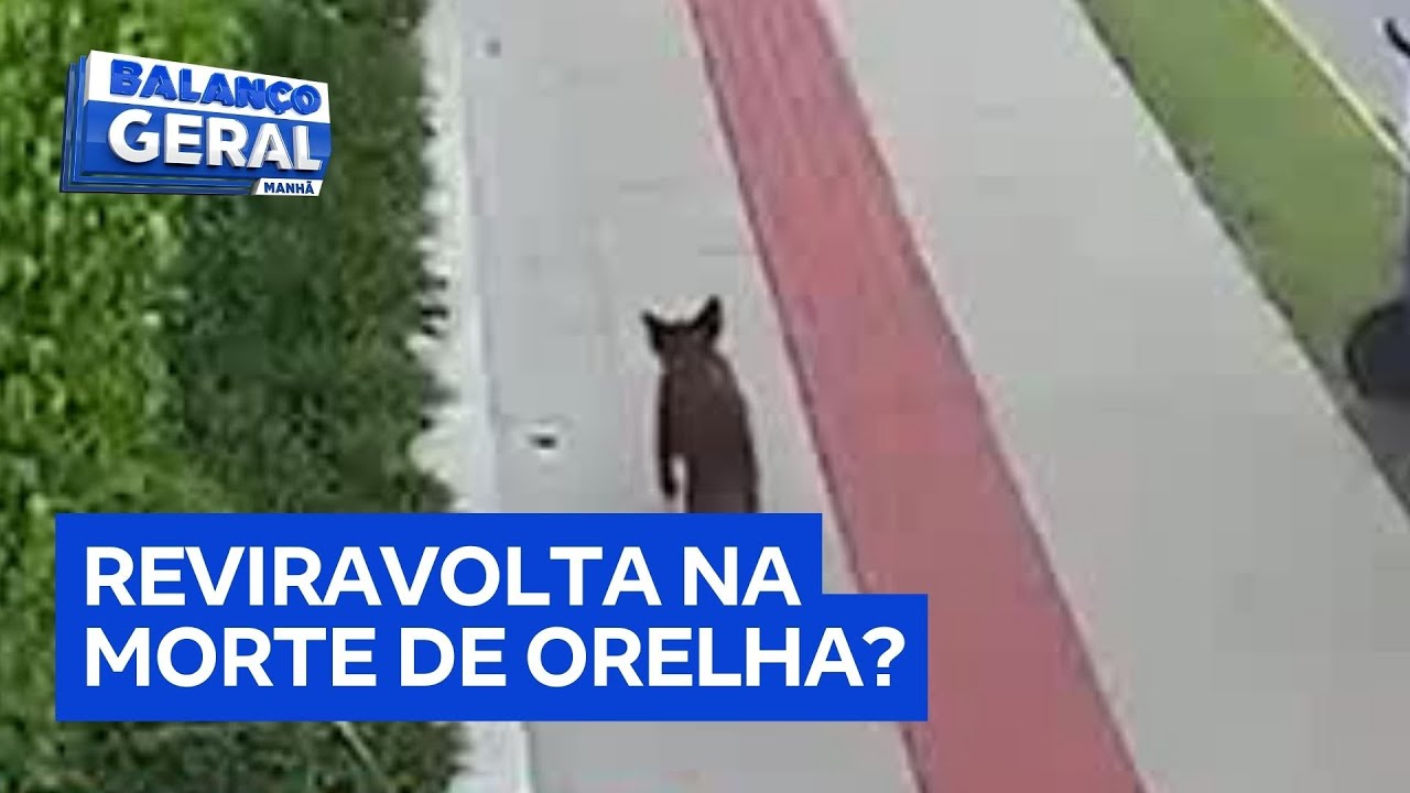 Defesa de adolescente divulga vídeo de cão Orelha andando após agressões