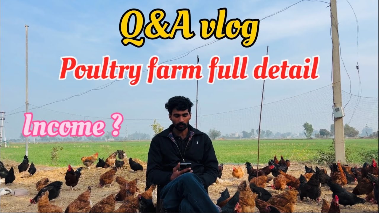 Q&A vlog of poultry farm 🐓. Poultry farm detail 🐣