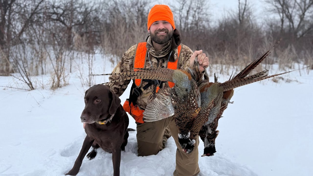 Безумная охота на фазанов в конце сезона! (Лимит)