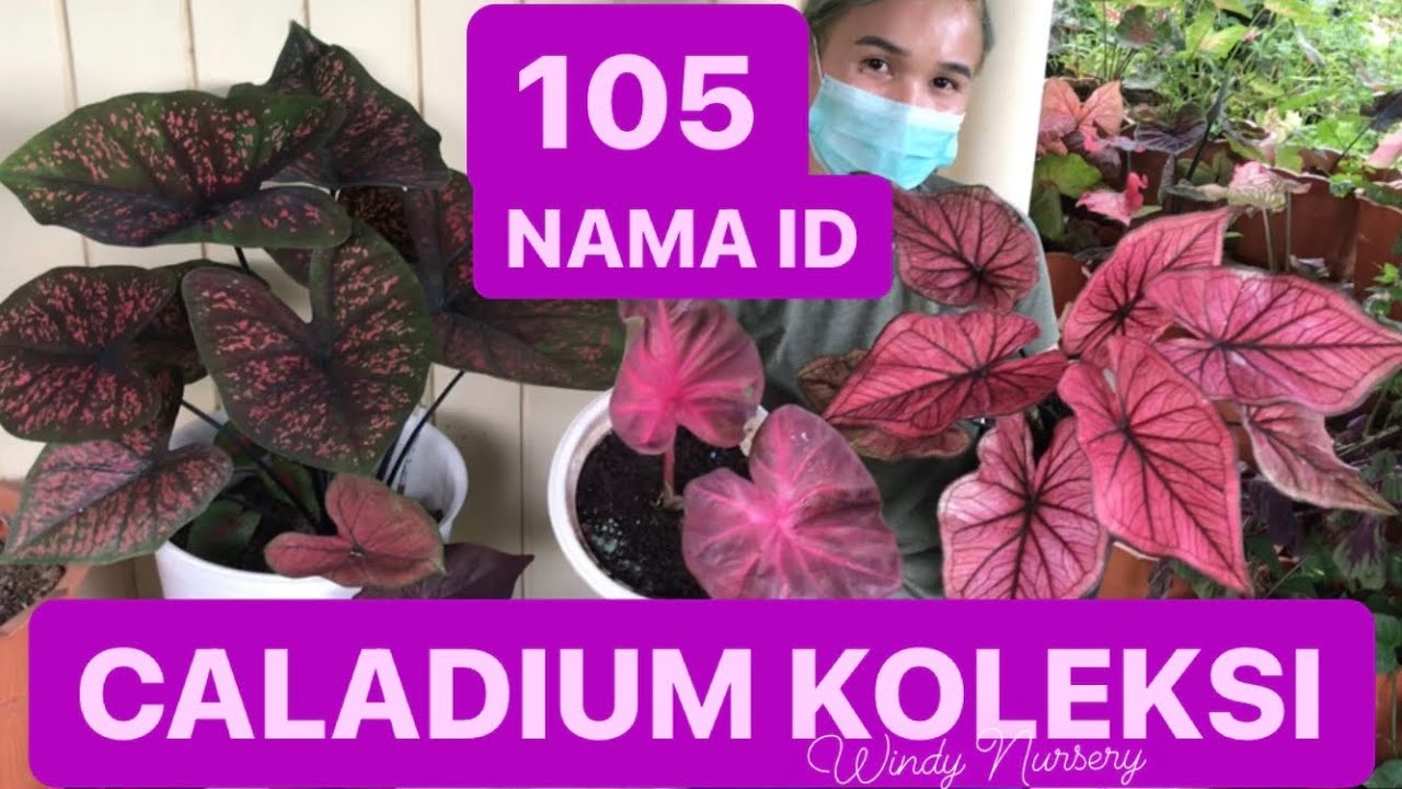 105 NAMA ID CALADIUM
