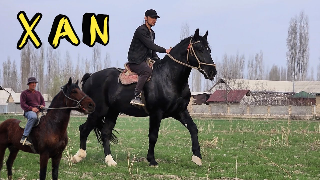 SLASKA REMO. XAN ULOGI KUCHLI OT. ANDIJONDA..horsemarket...продаются лошады.