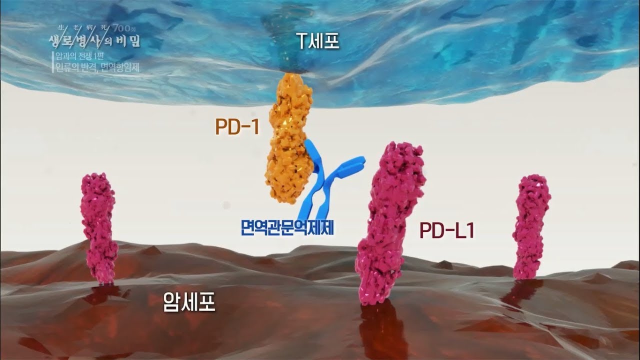 [생로병사의 비밀] 700회 특집 핫클립👀 - 🦠면역항암제(=면역관문억제제)의 기전🔍