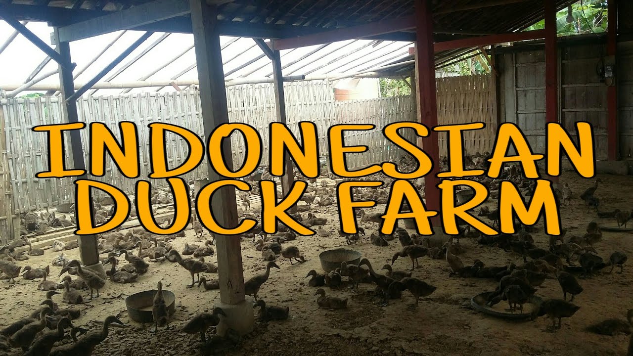 DUCK FARM IN INDONESIA