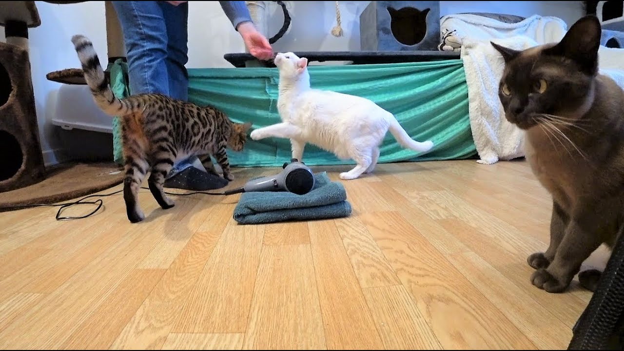 Cat Anti-Fear-Training: Firework, Vacuum Cleaner & Hair/Blow Dryer. (Desensitization)