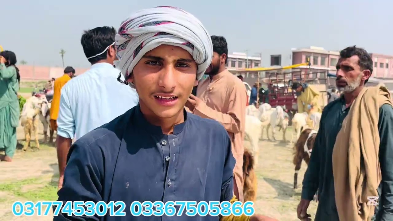 Dera Ghazi Khan Mandi ki live update lekar hazir hain. Aaj hum aapko mandi mein mojood baray bakray 