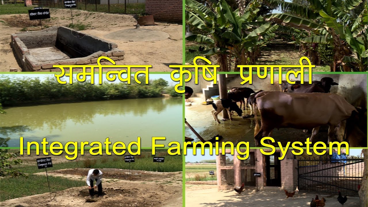 Integrated Farming system-IIFSR | समन्वित कृषि प्रणाली : सीमांत कृषको के लिए वरदान
