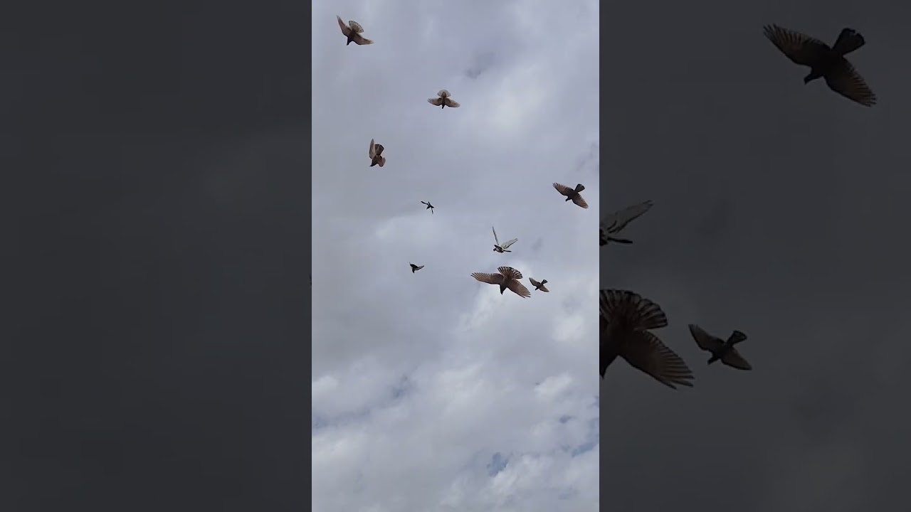 بدوات مجموعة  انثاي حمر 
