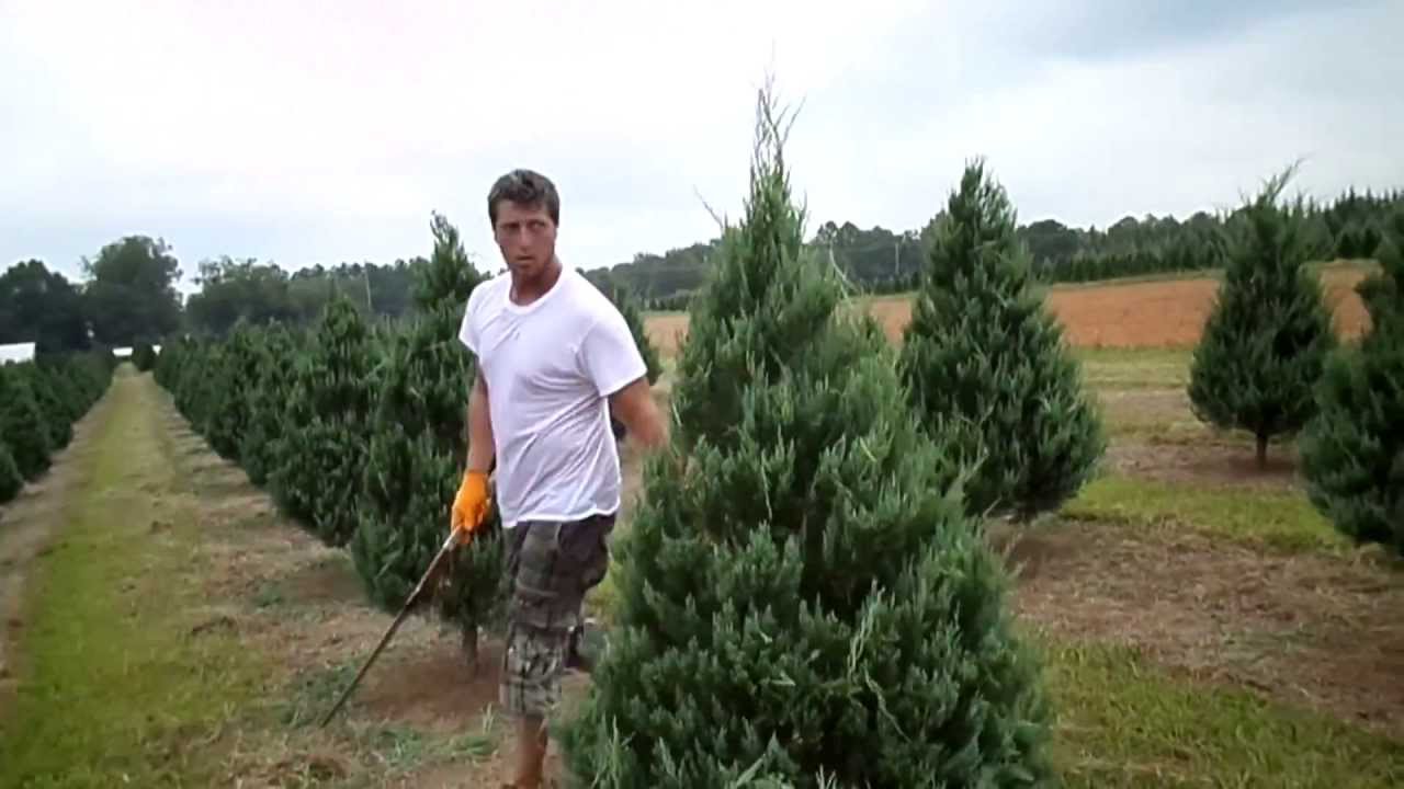 Trimming Christmas Trees Shawn Powers and Greg Powers