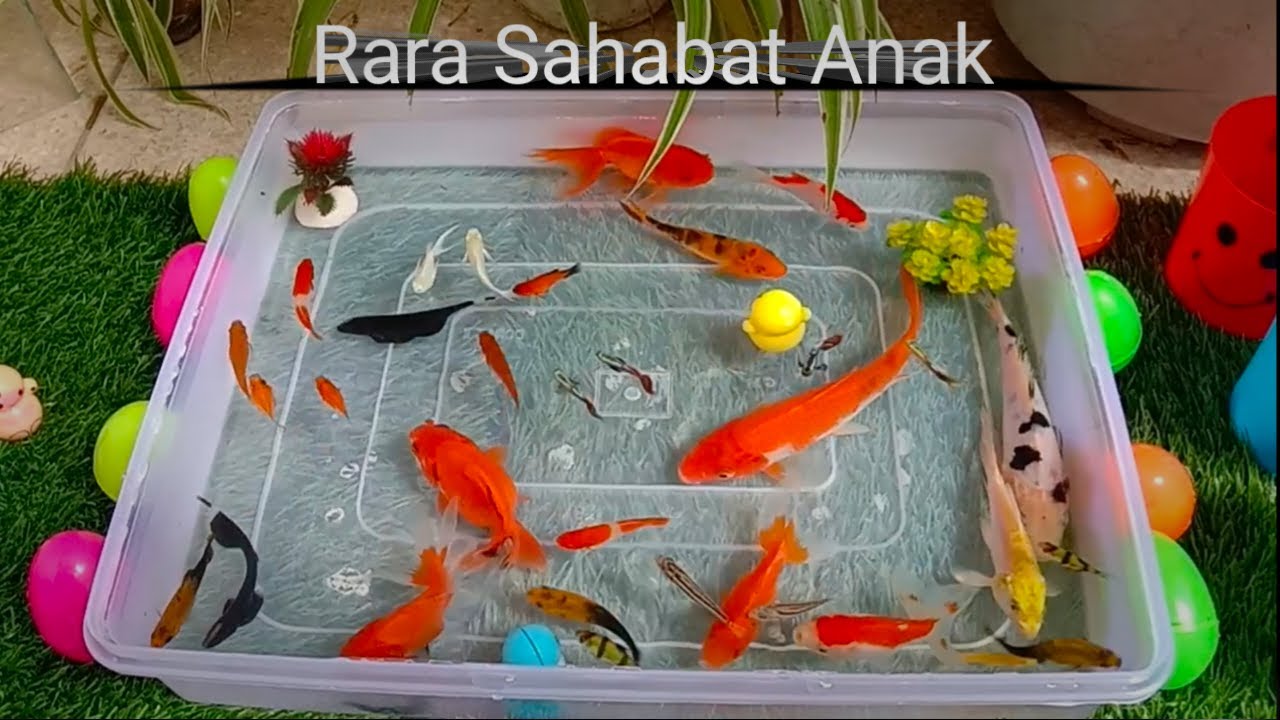 UNBOXING IKAN :KOI, KOKI, LELE, GURAME,LOBSTER, KURA2, BLUE ELCTRIK, MOLLY, KOHAKU, TIGER #ikanhias