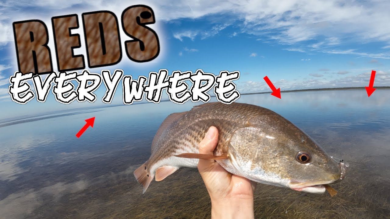 Wading the flats to find TAILING Reds in Steinhatchee!