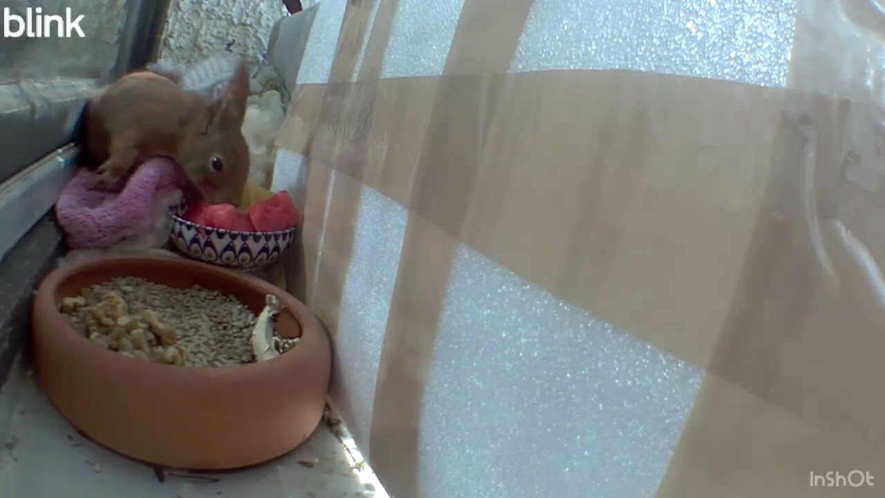 Eichhörnchen Speedy + Rain  - 08.03.2026 Teil 2 / Squirrel Speedy + Rain  - 08.03.2026 Part 2
