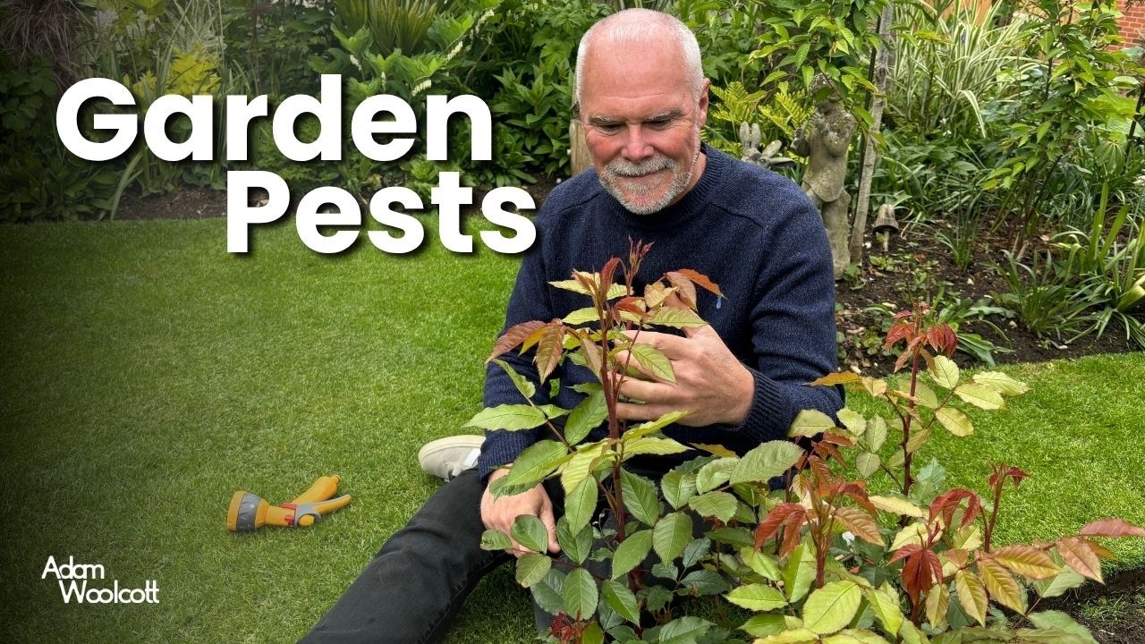 How I Beat Pests in My Garden!