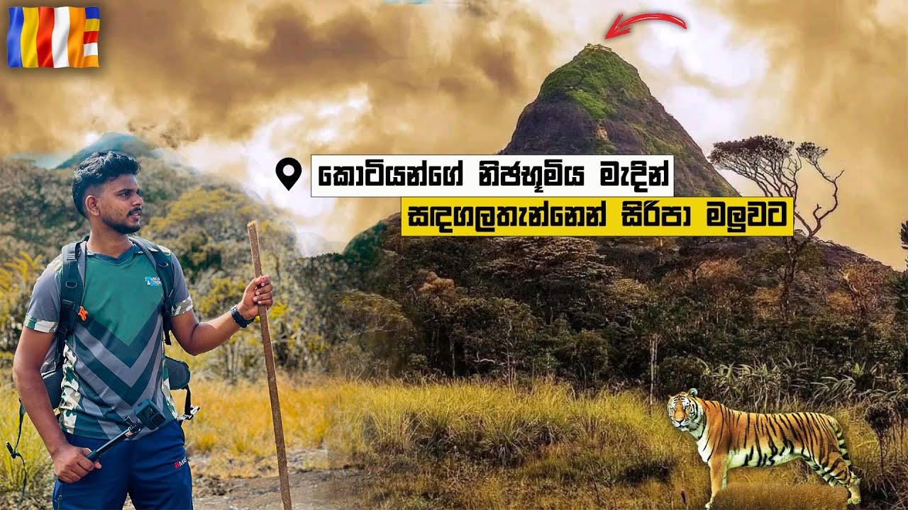 කොටියන්ගේ නිජ භූමියක් මැදින් දෙව්ලොවට 😱 sadagala thennen siripa karunawa