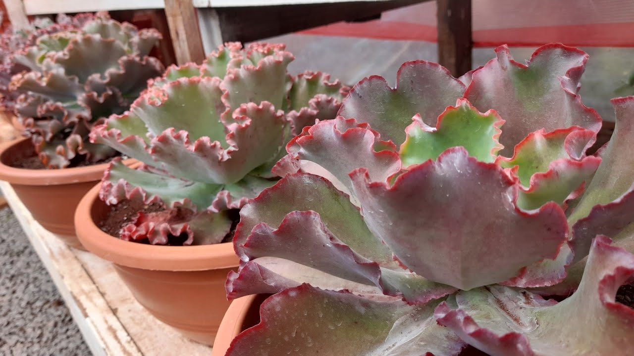 GIGANTES ..COLORIDAS ..BABADOS ..VERRUGAS..IDENTIFICAÇÃO..ATUALIZAÇÃO.. morenaflor e cactos 🌵