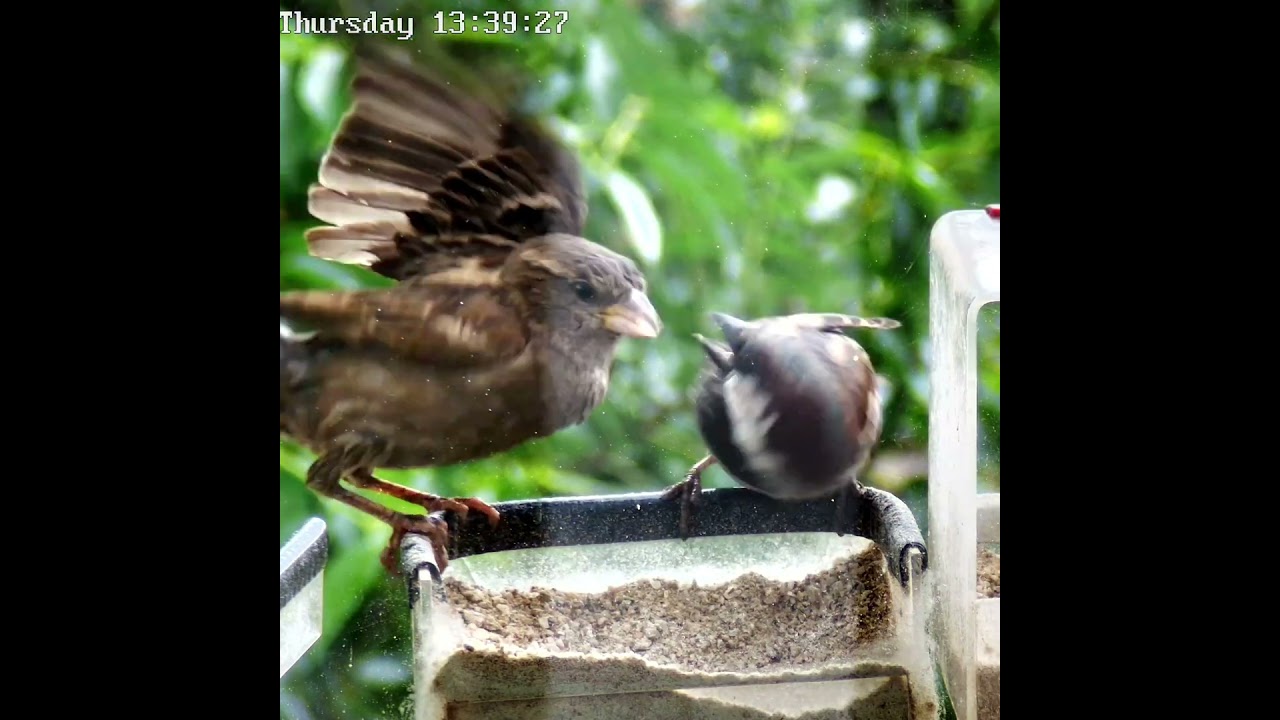 Не суй свой нос  #sparrow