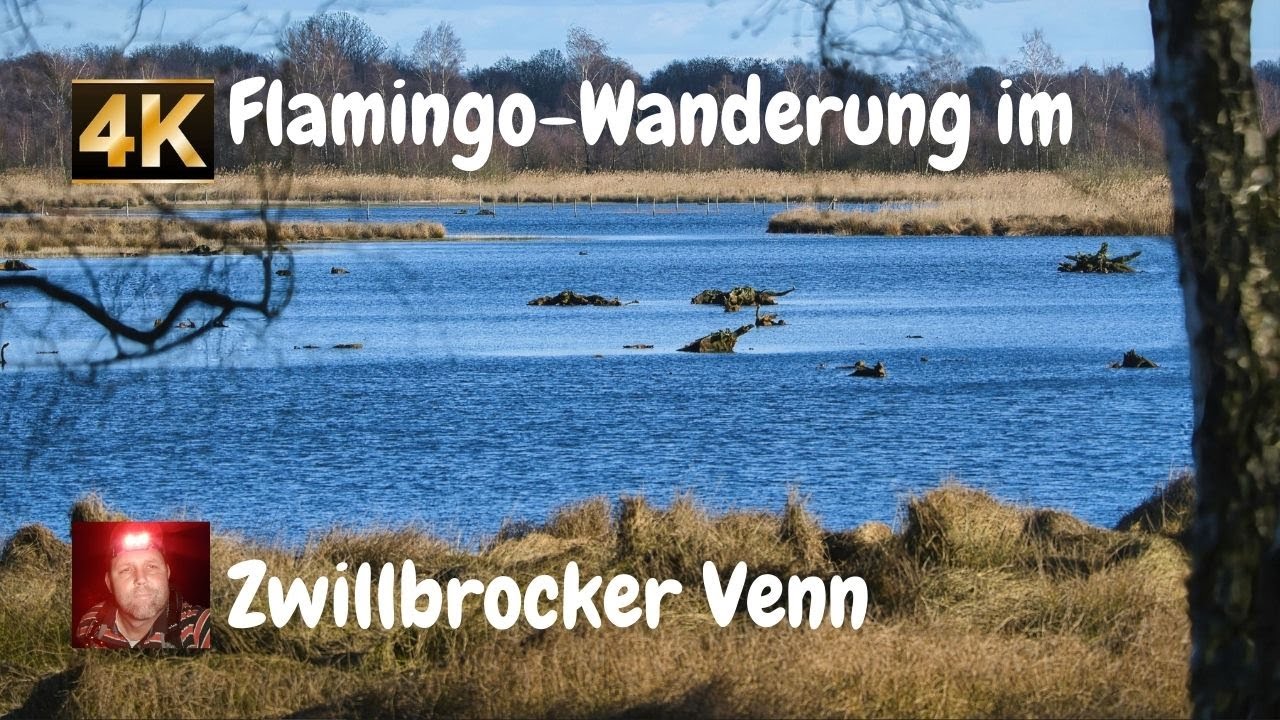 Flamingo Wanderung im Zwillbrocker Venn (4K)