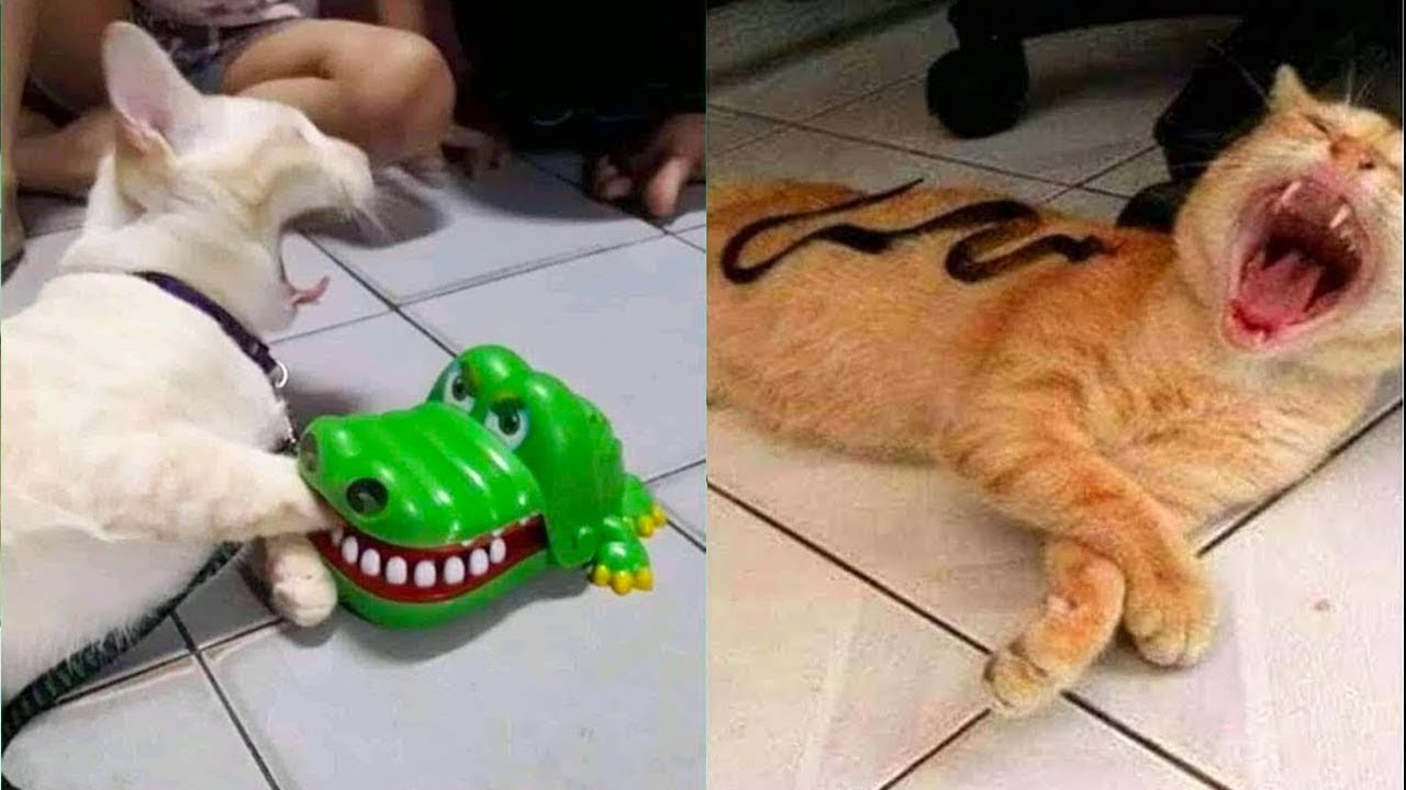 You Can&rsquo;t Stop Laughing At These Cats 🤣 Funniest Cat Compilation