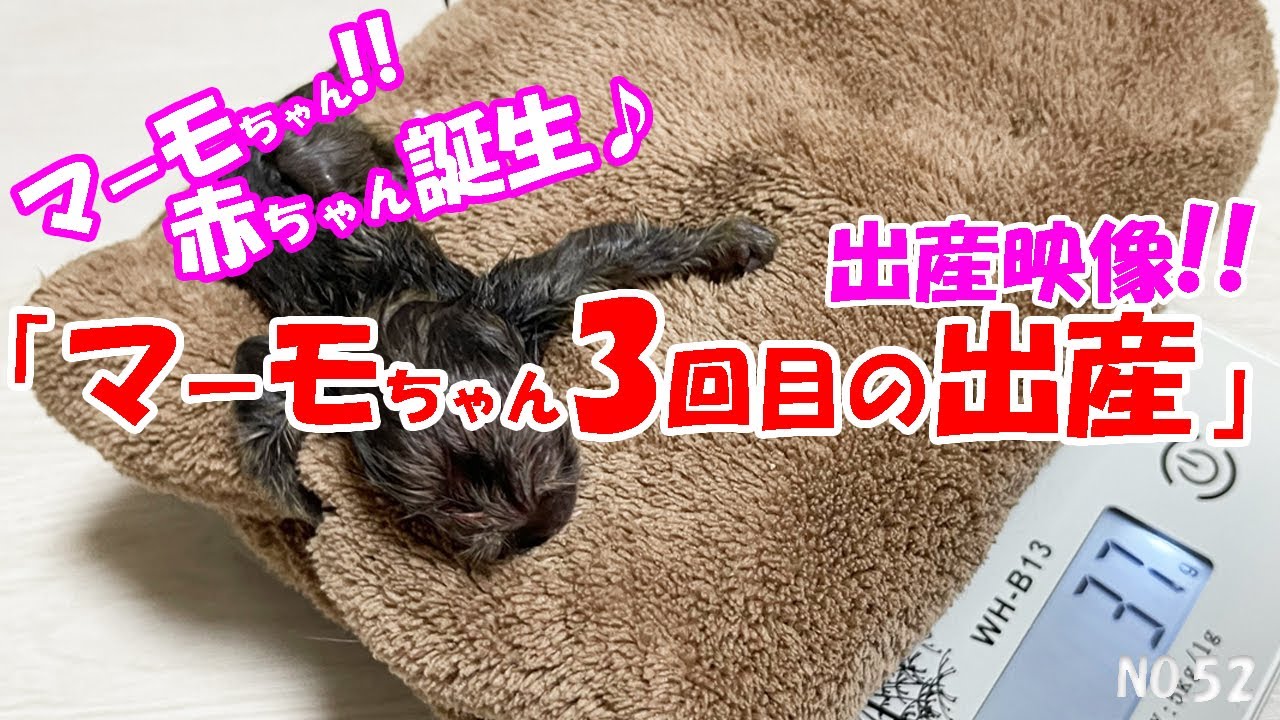 【ここだけ！陣痛～出産までの映像】マーモセットのマーモちゃんの陣痛～赤ちゃん誕生まで   3回目の出産記録 　飼育日記（NO.52）【コモンマーモセット飼育係】　have a baby
