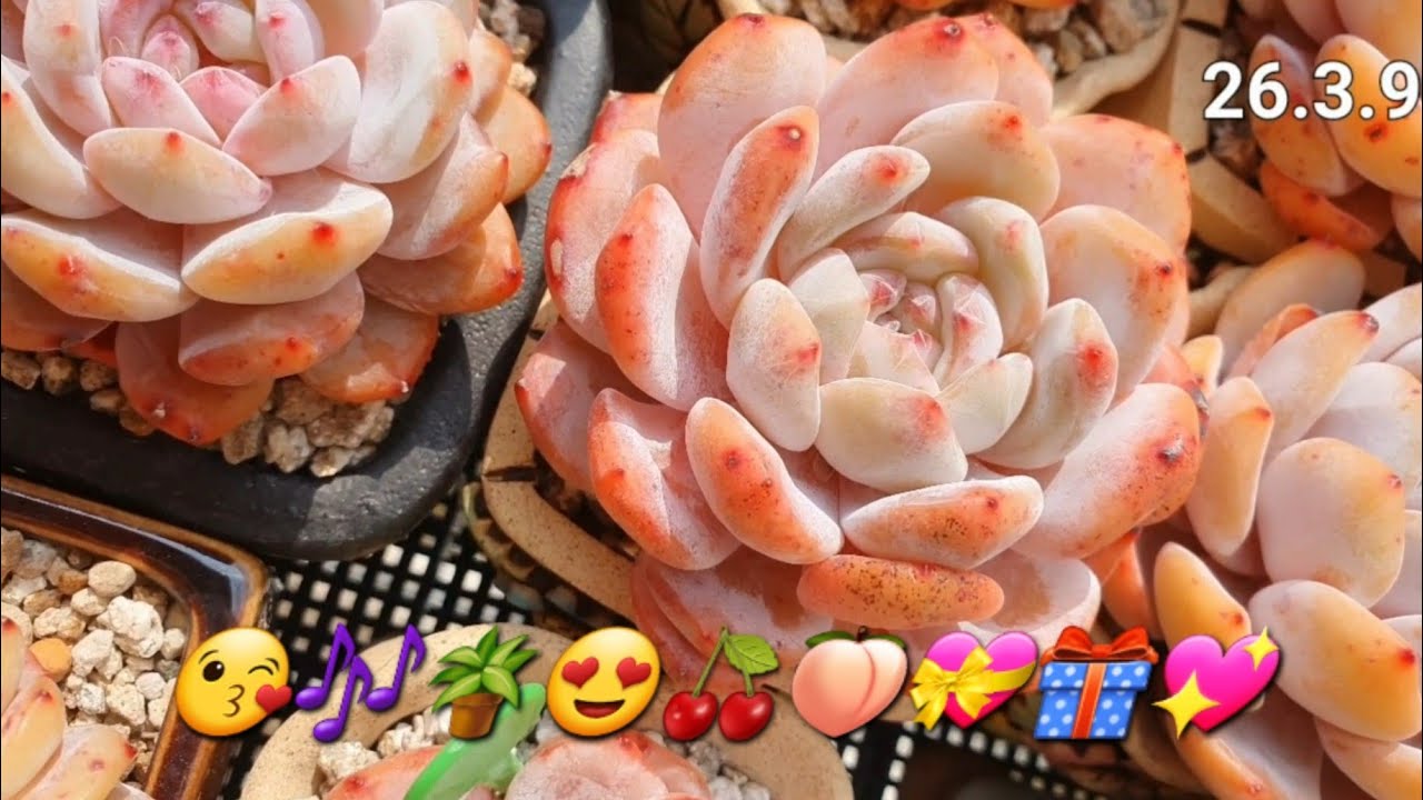  #오렌지먼로, #핑크먼로와 한통의편지 5번듣기