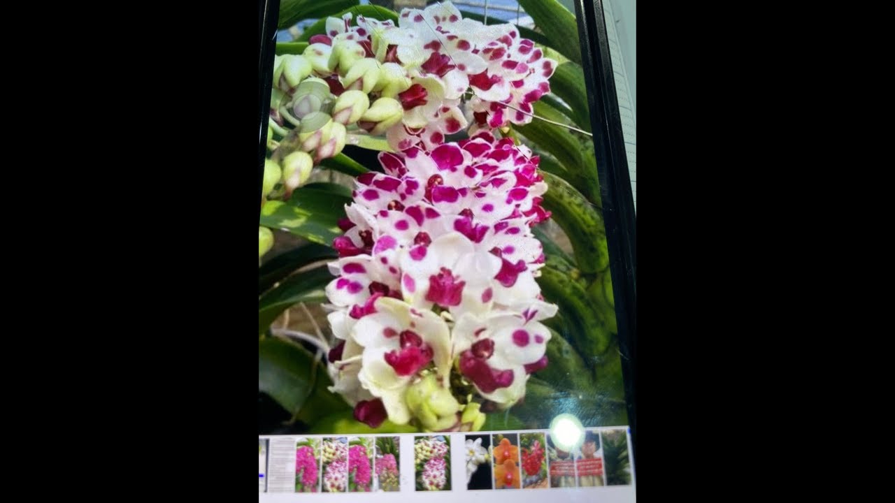 Shop Lan Thanh sự lh 0846383600