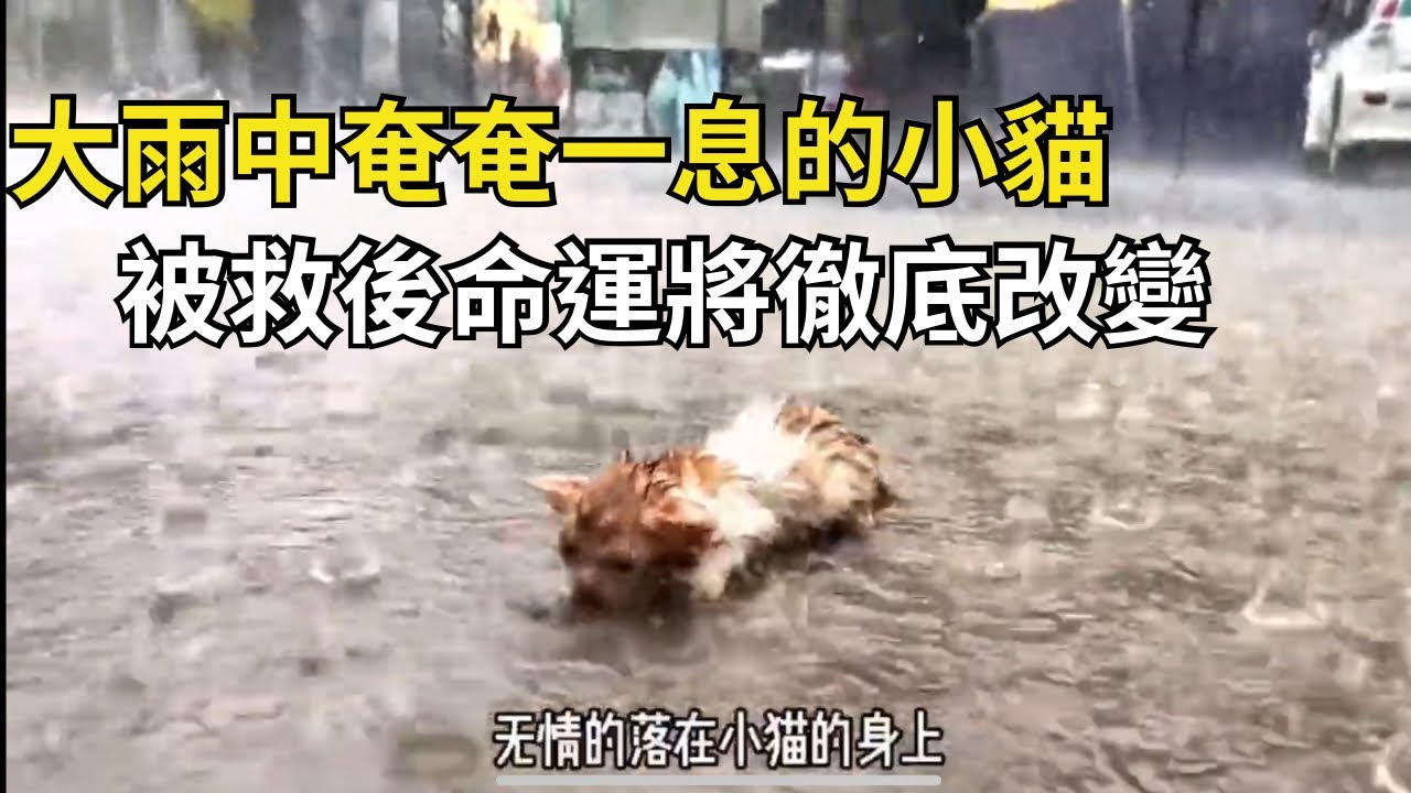 暴雨下奄奄一息的小貓，最後等到救命恩人，命運將徹底改變！