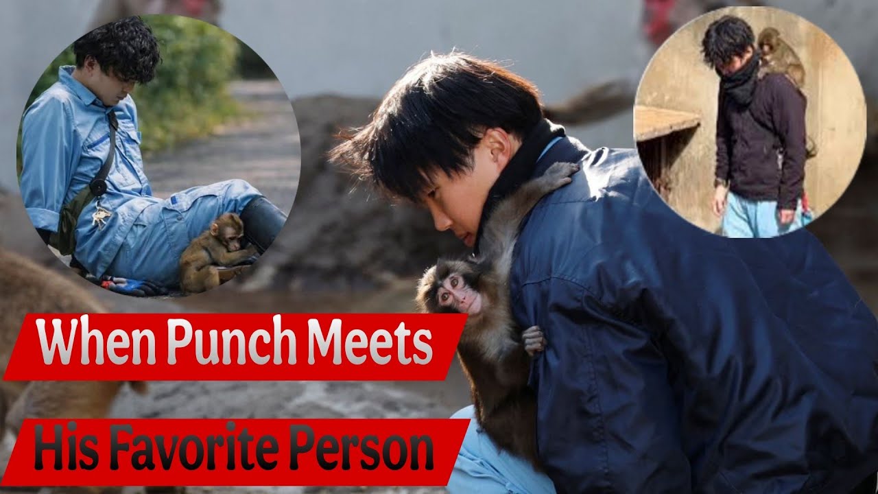 Punch Kun Won’t Let Go Of The Ones Who Raised Him | A Baby Monkey’s Journey Of Love And Trust
