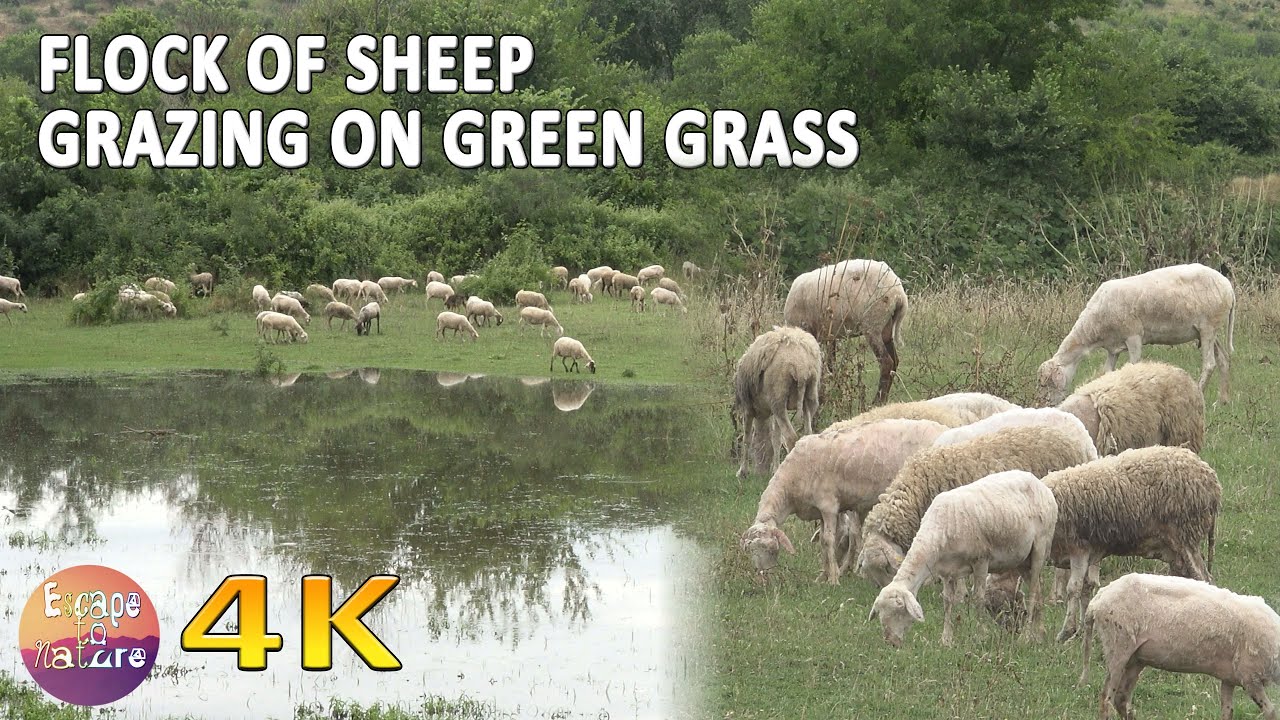 4K Flock of sheep grazing on green grass in field near lake Kerkini 🐏 Nature sounds