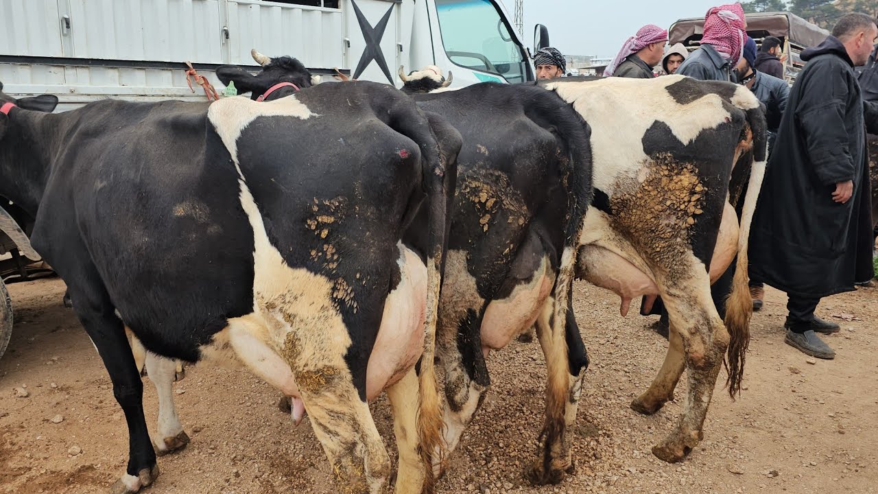 سوق البقر في بشمارن بقر حليب 30كيلو كفالة حركة السوق بتاريخ 3/14لتواصل معنا 0997192642
