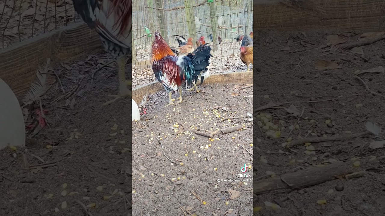 Pure Spangled Hatch brood fowl at the Farm