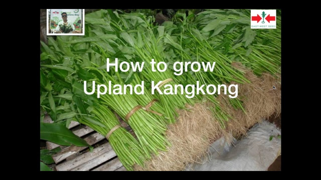 How to Grow Clean KangKong. A simple guide for gardening during CoVid Quarantine