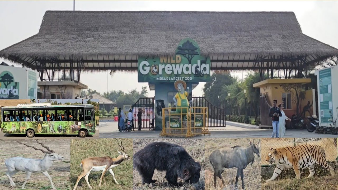 Balasaheb Thackeray Gorewada International Zoological Park Nagpur India's Largest Zoo Jungle Safari 