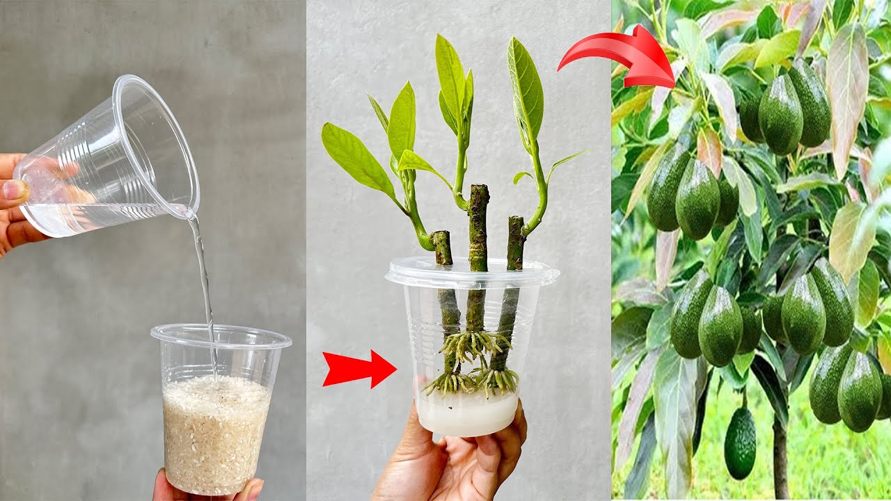 UNIQUE PROPAGATION TECHNIQUE using soaked rice to propagate AVOCADO trees, fast growth