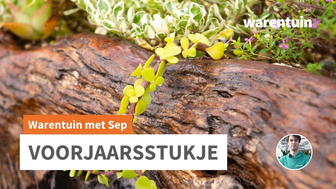 Hoe maak ik een voorjaarsstukje met Narcissen?