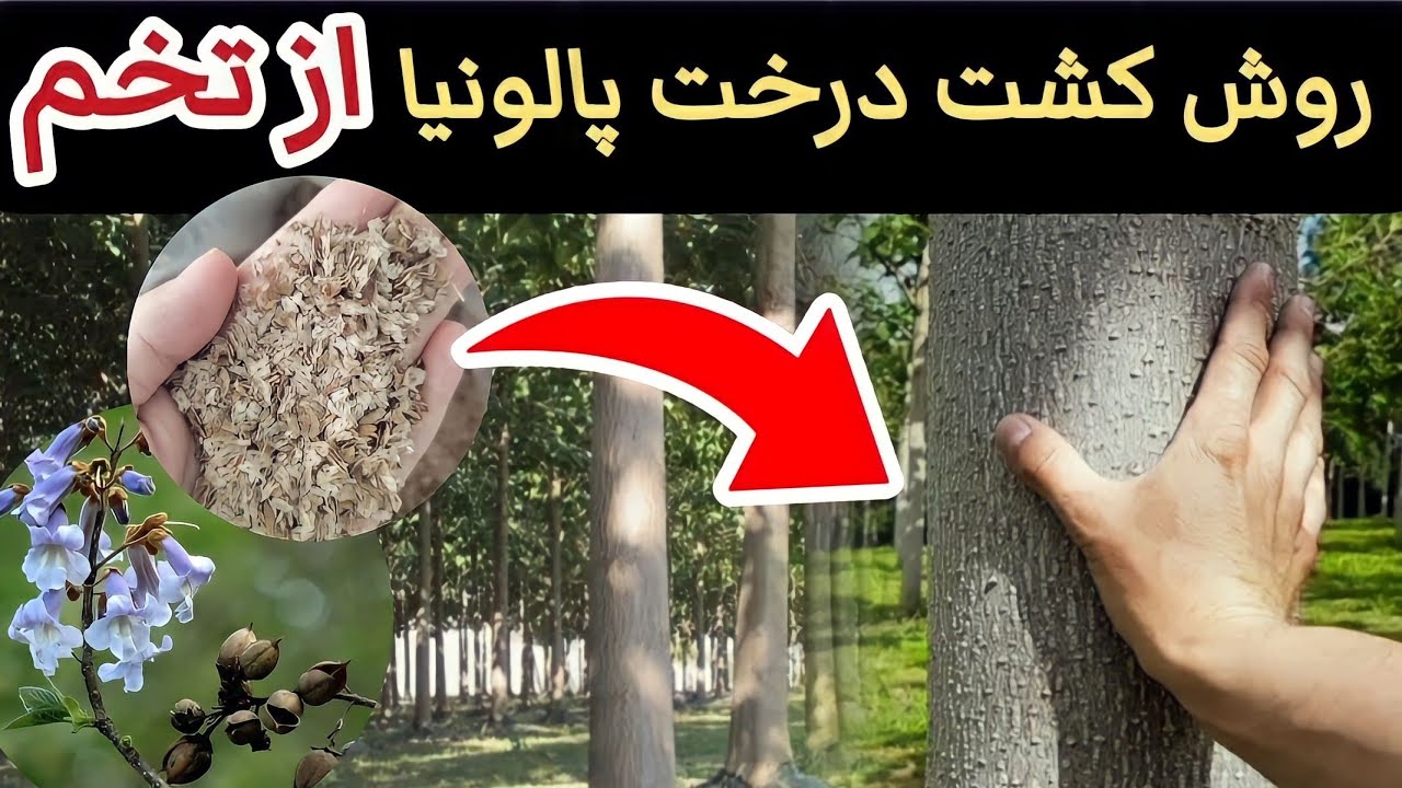 روش تکثیر و کشت پالونیا از تخم | خیلی راحت و اقتصادی | how to propagate paulownia tree from seed