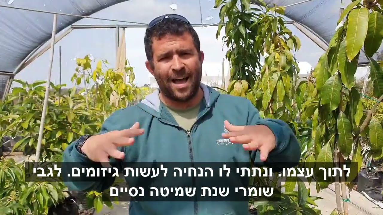 בואו ללמוד איך להוציא מעץ המנגו שלכם יותר