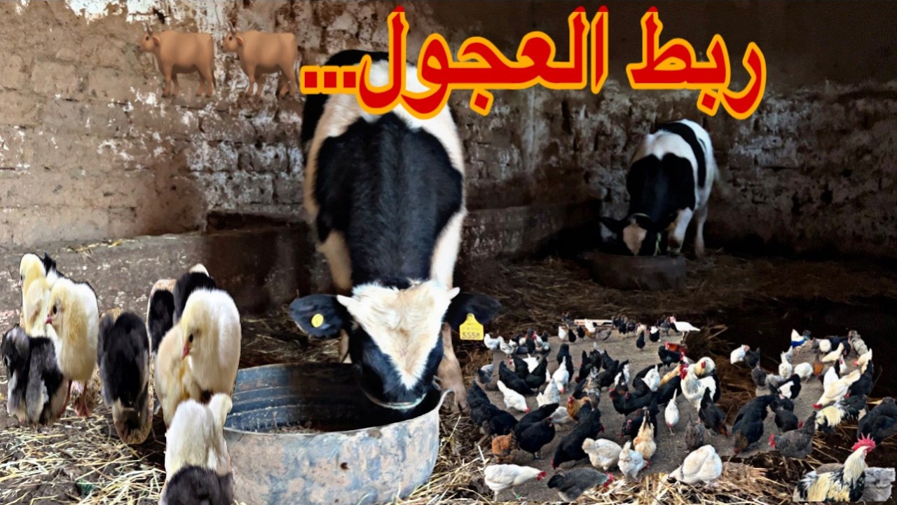 العمل في البادية&hellip;حصيلة البيض عند الدجاج، ربط العجول ، الكتاكيت ماشاءالله