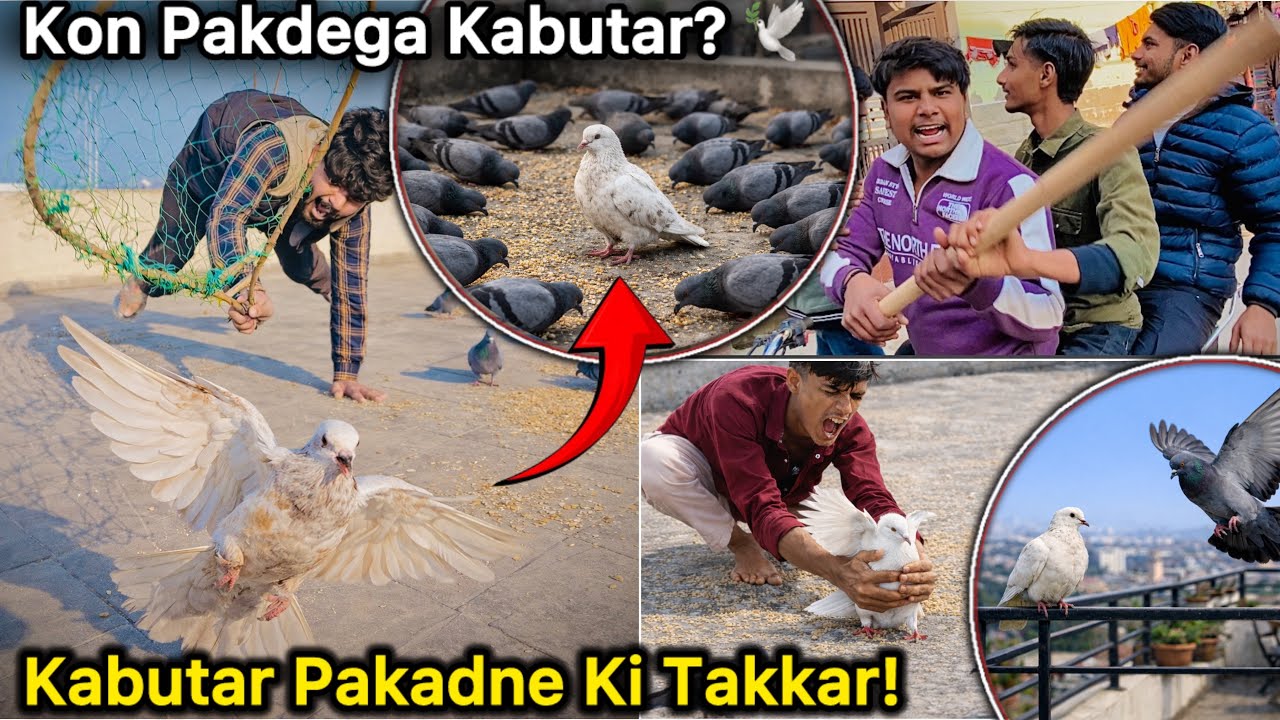 2 Party vs 1 Kabutar 😱 | Pakadne Pe Ladai Ho Gayi 🕊️