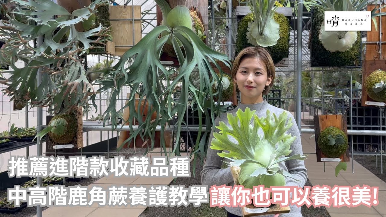 【晴花鹿苑- 進階鹿角蕨篇】推薦三品好看又好養的進階款推薦品種 每個養鹿人都必須要擁有的收藏  #鹿角蕨 # 卷雲 #獅子座 #養殖教學 #新手教學 #流行 #神獸