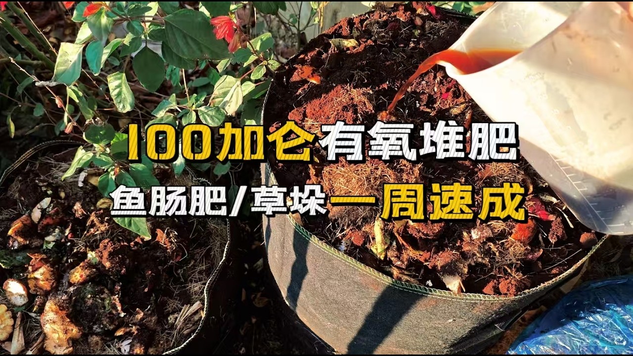 100加仑高温有氧鱼肠肥 一周速成