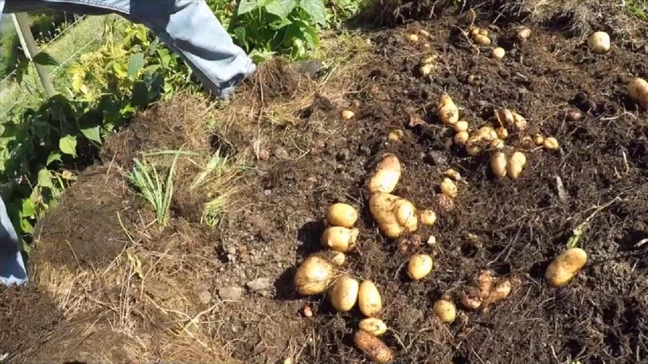 Appennino parmense, il contadino che fa crescere le patate nel fieno