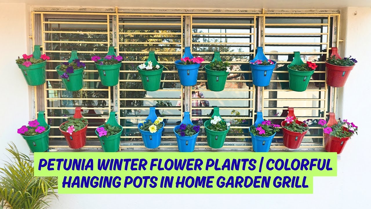 Petunia Winter Flower Plants | Colorful Hanging Pots in Home Garden Grill #petunia #petuniaflower